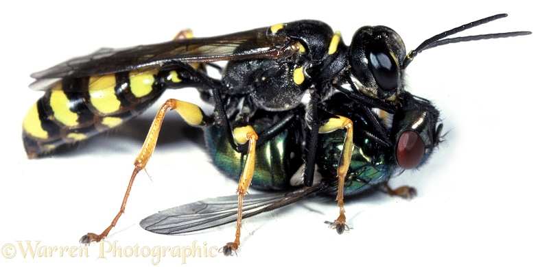 Digger Wasp (Mellinus arvensis) carrying greenbottle prey.  Europe, white background