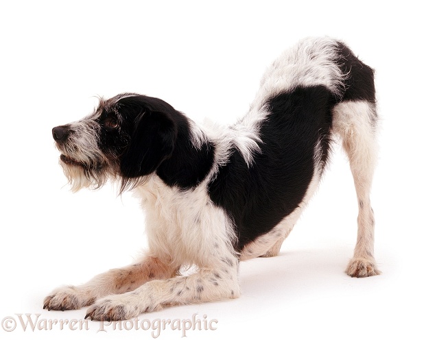 Pointer-cross Harry, 6 years old, bowing, white background