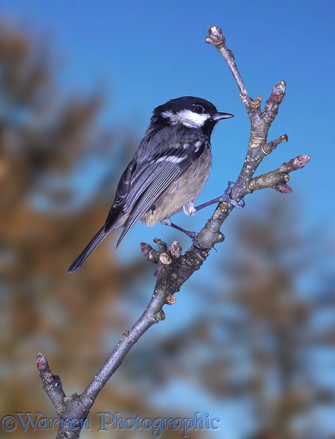 Coal Tit (Parus ater) perched on a Rowan twig.  Europe