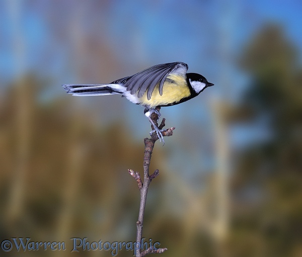 Great Tit (Parus major) about to take off from a Rowan twig.  Europe, Asia