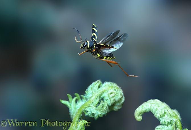 Wasp Beetle (Clytus arietus) taking off from bracken fronds