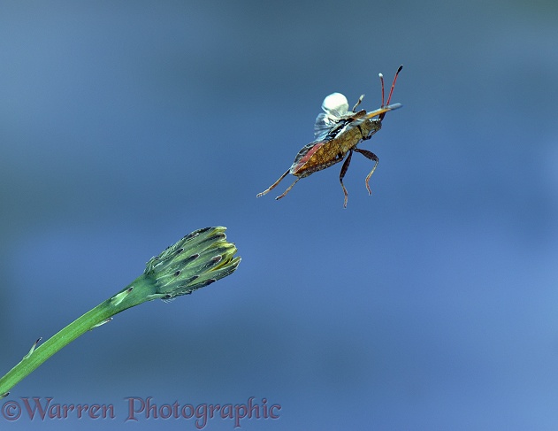 Squash Bug (Coreus marginatus) taking off from hawkweed bud.  Europe