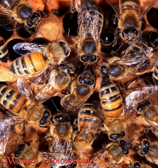 Honey Bee (Apis mellifera) workers mutual feeding within hive