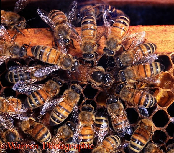 Honey Bee (Apis mellifera) workers surrounding queen