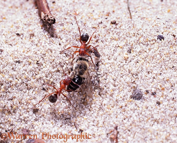 Slave-making Ant (Formica sanguinea) workers dragging dead bee.  Europe