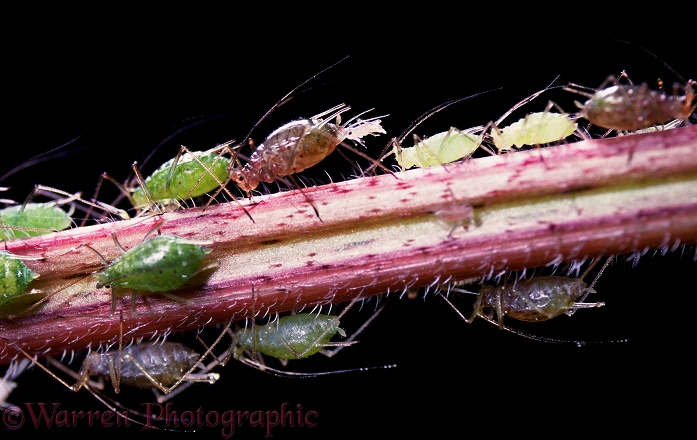 Nettle Aphid (Microlophium carnosum) female giving birth