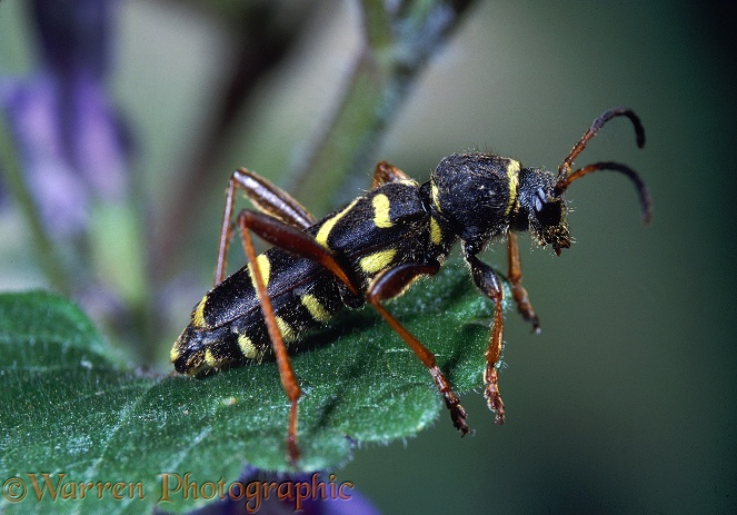 Wasp Beetle (Clytus arietus) on Ground Ivy