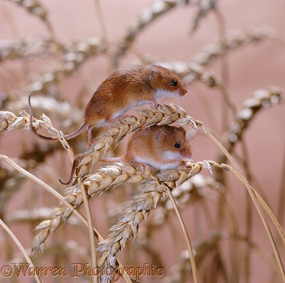 Harvest Mice (Micromys minutus)
