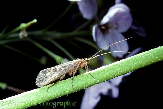 Caddis Fly (Limnephilus lunatus) and cuckoo flowers.  Europe
