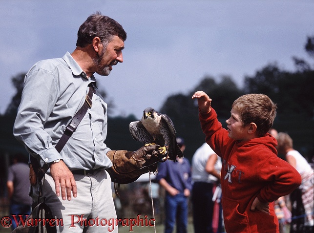 Falconer encouraging boy to make friends with peregrine