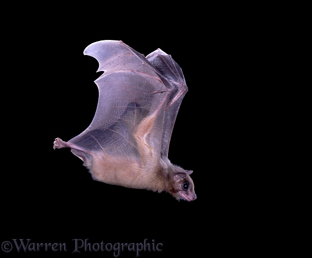 Egyptian Rousette Bat (Rousettus aegyptiacus) in flight