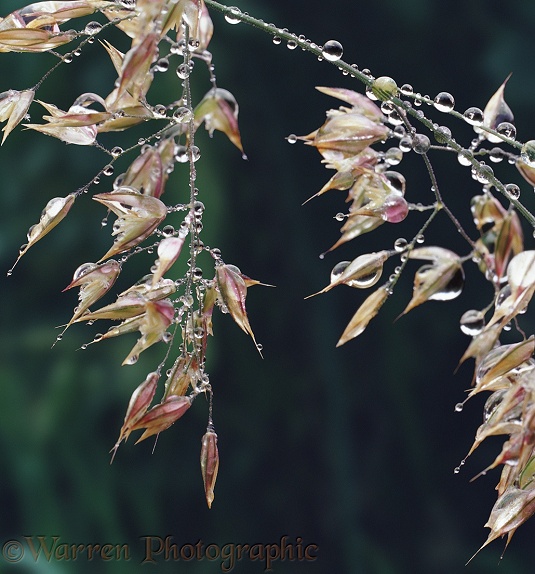 Raindrops on flowering grass