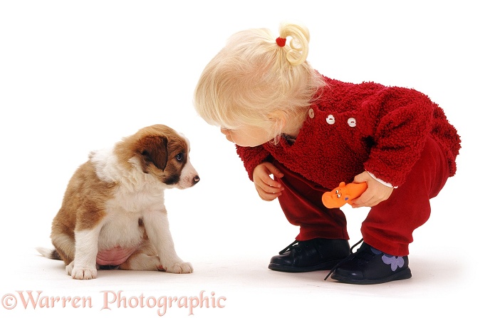 Siena kissing a puppy, white background