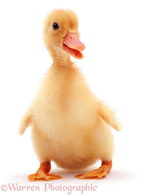 Yellow duckling, white background