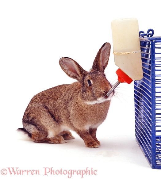 Rabbit drinking from a bottle, white background