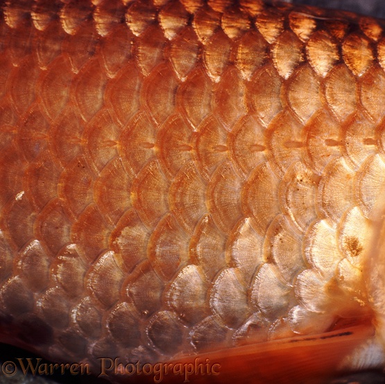 Scales and lateral line of a Golden Carp (Cyprinus carpio)