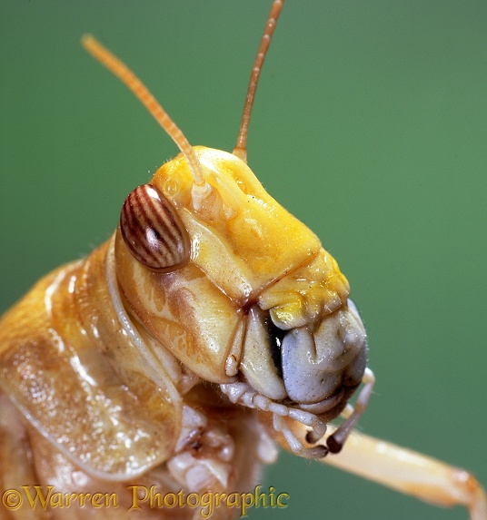 Grasshopper (unidentified) portrait showing compound eye.  S.W. Africa