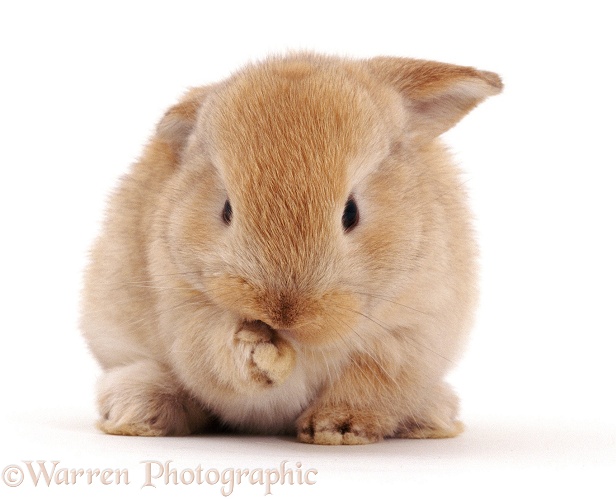 Sandy Lop rabbit, 3 weeks old, white background