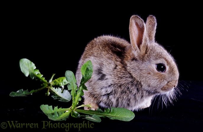 Baby Rabbit (Oryctolagus cuniculus), 3 weeks old