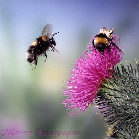 Garden Bumblebees (Bombus hortorum) visiting Spear Thistle (Cirsium vulgare).  Europe