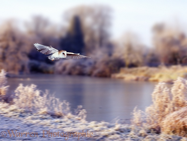 Barn Owl (Tyto alba) over pond in winter.  Worldwide