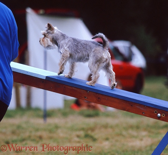 Dog agility training: Miniature Schnauzer