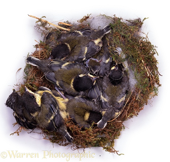 Great Tit (Parus major) nest, young fully feathered, Day 11, white background