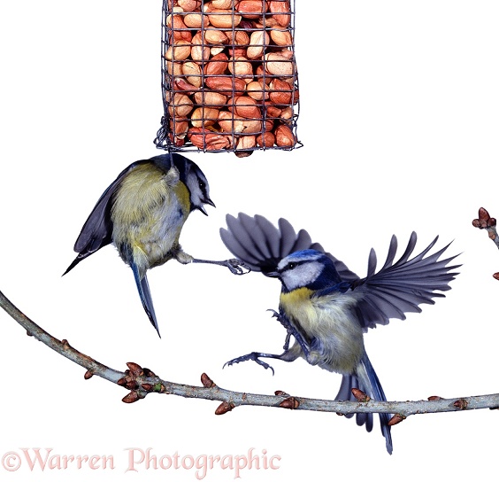 Blue Tits (Parus caeruleus) squabbling over a nut feeder.  Europe, white background