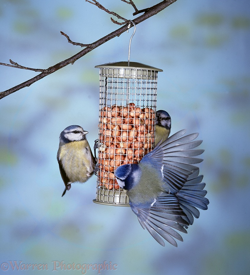 Blue Tits (Parus caeruleus) squabbling over a nut feeder