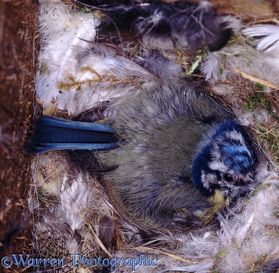 Blue Tit (Parus caeruleus) incubating eggs in nest box.  Europe