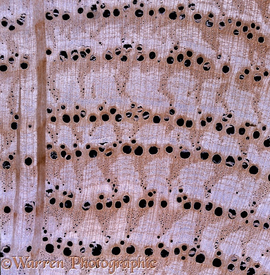 Oak (Quercus robur) branch sectioned to show xylem tubules arranged in growth rings and medullary ray to left of image