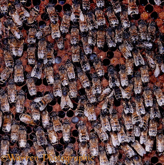 Honey Bees (Apis mellifera) workers on exposed comb facing upwards to protect comb from  rain