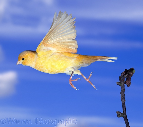 Canary (Serinus canarius) taking off