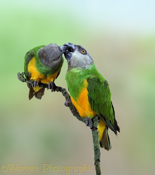 Senegal Parrot (Poicephalus senegalus) pair billing.  Africa