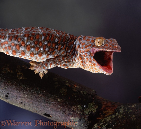 Tokay Gecko (Gekko gecko) defensive posture.  S.E. Asia