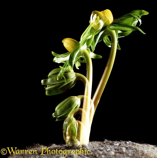 Winter Aconite (Eranthis hyemalis).  Time lapse showing flower opening