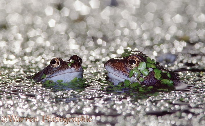 Common Frog (Rana temporaria) males croaking in duckweed-covered pond.  Europe