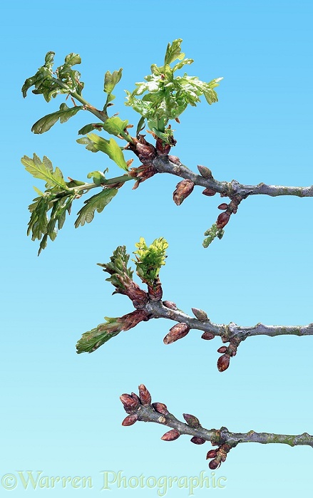 Oak (Quercus robur) twig growth series