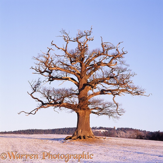 English Oak (Quercus robur) - Winter (29-01-2004).  Surrey, England