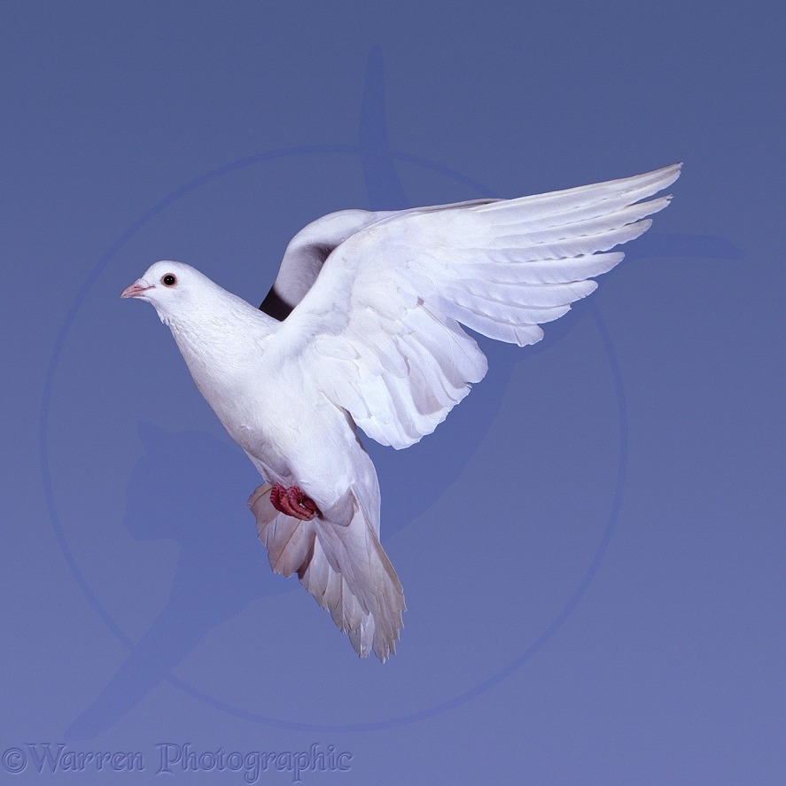 White Dove (Columba livia) in flight. Series of 7 No 1