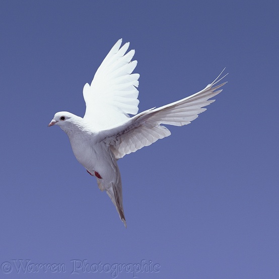 White Feral Pigeon (Columba livia) in flight. Series of 7 No 3