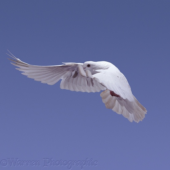 White pigeon in flight series - 4 of 7