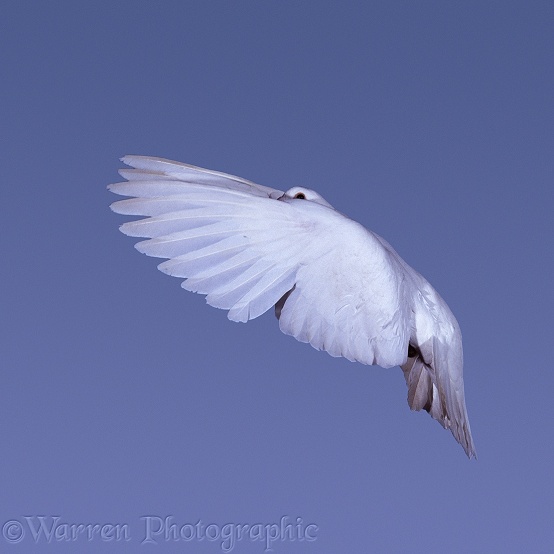 White pigeon in flight series - 5 of 7