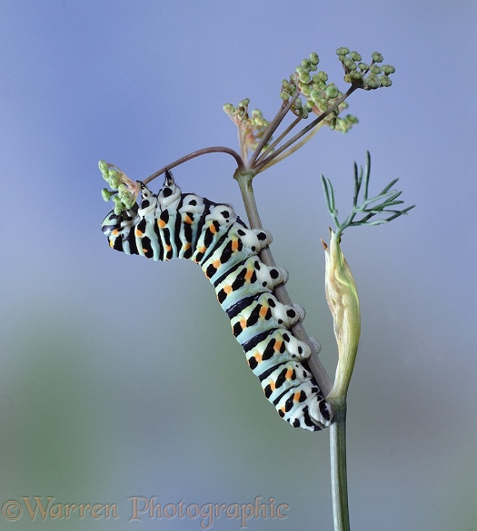 European Swallowtail Butterfly (Papilio machaon) caterpillar feeding on fennel