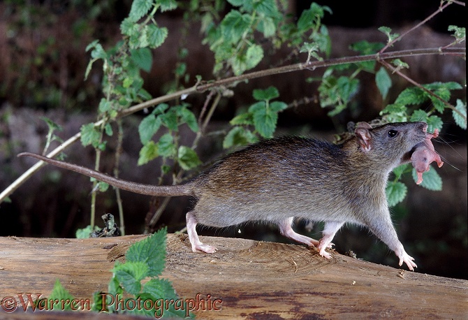 Brown Rat (Rattus norvegicus) mother carrying newborn young