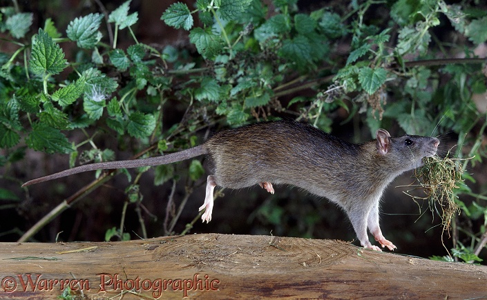 Brown Rat (Rattus norvegicus) mother carrying nesting material