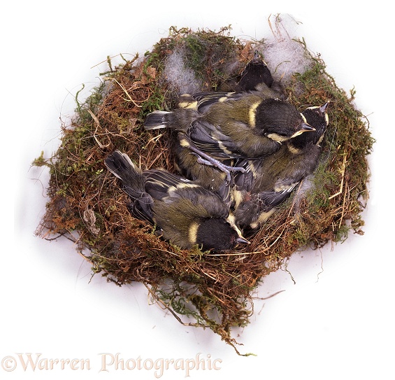 Great Tit (Parus major) nest, young fully feathered, Day 14.  Europe, white background