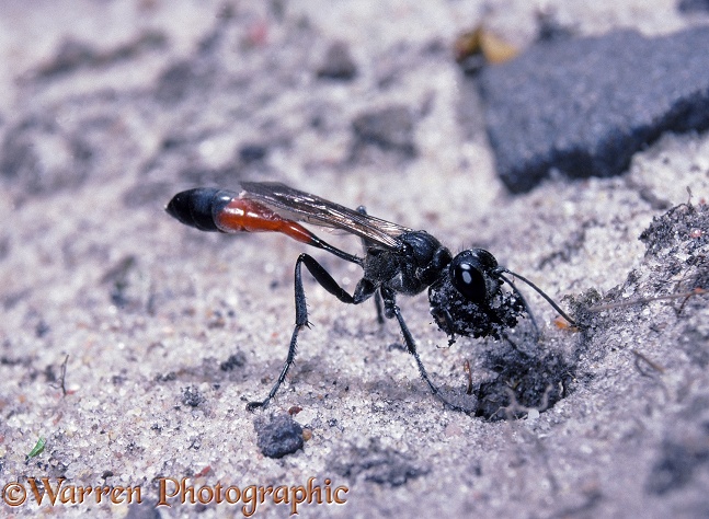 Sand Wasp (Ammophila pubescens) excavating its burrow