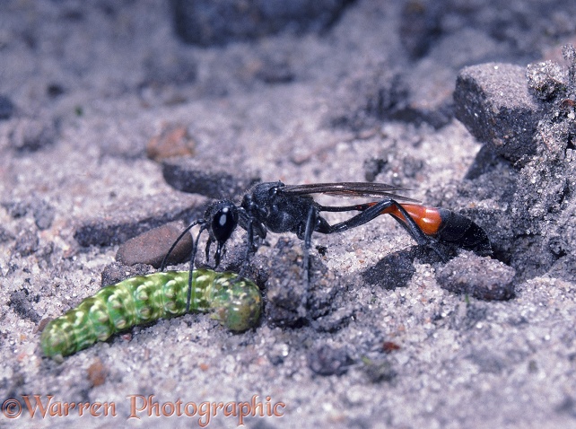 Sand Wasp (Ammophila pubescens) preparing to drag a caterpillar into its burrow