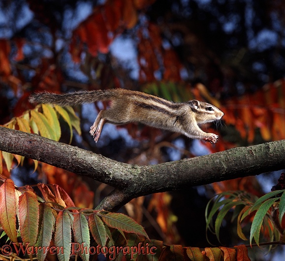 Siberian Chipmunk (Eutamias sibiricus) running along a branch.  Asia